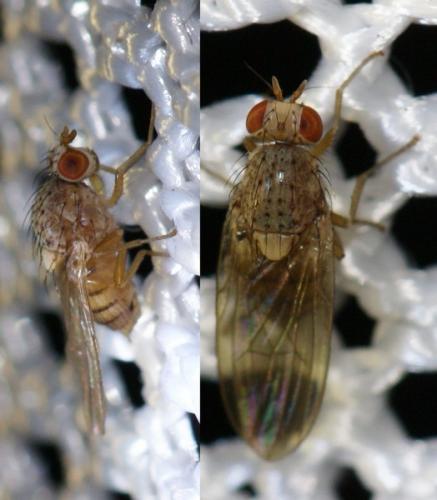 Réf. 50 893 : Pseudolyciella sp.