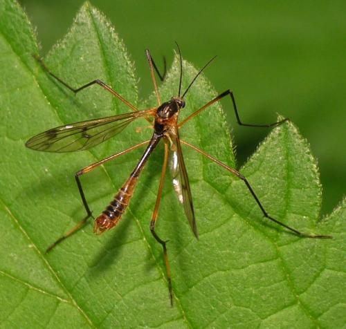Ptychoptera albimana