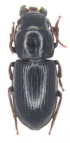Acinopus picipes