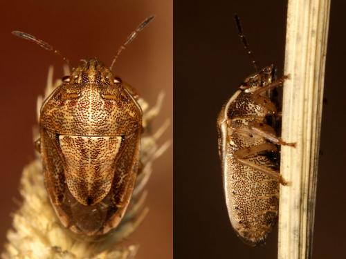 Réf. 50 407 : Neottiglossa bifida