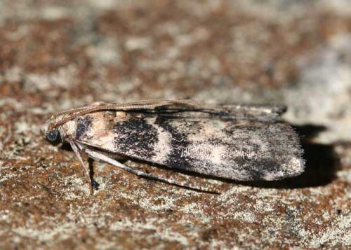 Réf. 50 179 : Euzophera pinguis