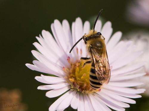 Colletes sp.