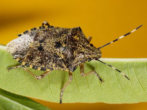 Réf. 50 445 : Rhaphigaster nebulosa