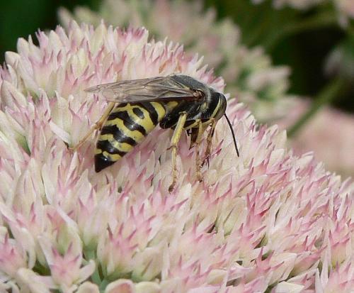 Bembix oculata
