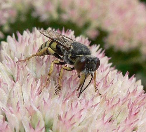 Réf. 50 162 : Bembix oculata
