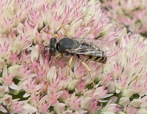 Bembix oculata