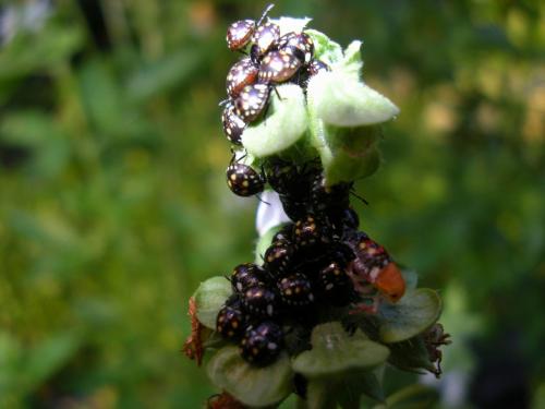 Nezara viridula