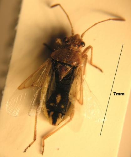 Réf. 50 414 : Rhopalus parumpunctatus