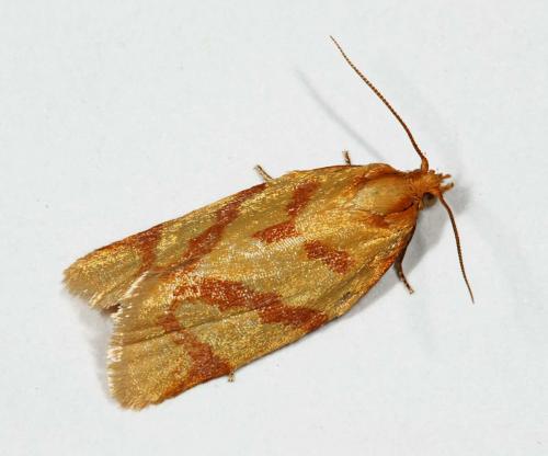 Réf. 50 168 : Clepsis pallidana