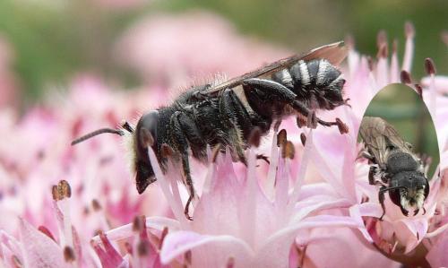 Megachile sp.