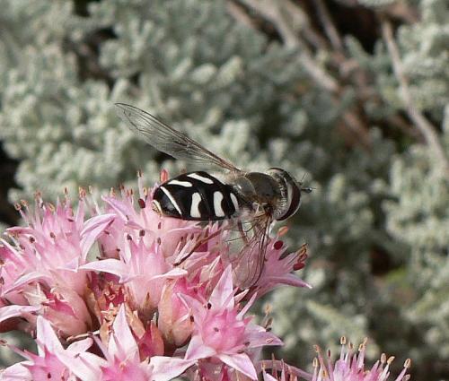 Réf. 50 390 : Scaeva pyrastri