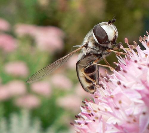 Réf. 50 397 : Scaeva pyrastri