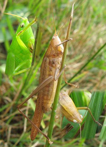 Réf. 50 626 : Ruspolia nitidula