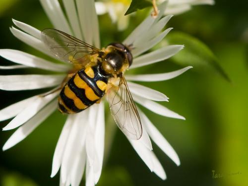Réf. 50 606 : Eupeodes latifasciatus