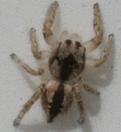 Réf. 50 747 : Pseudomogrus univitattus
