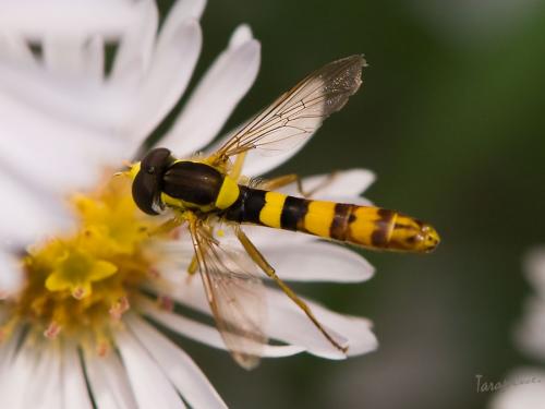 Réf. 50 500 : Sphaerophoria scripta