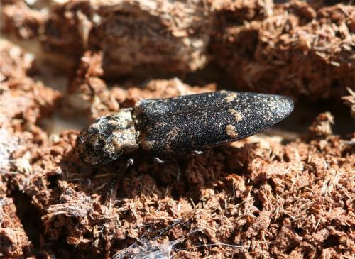 Réf. 50 686 : Danosoma conspersa