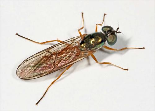 Sargus bipunctatus