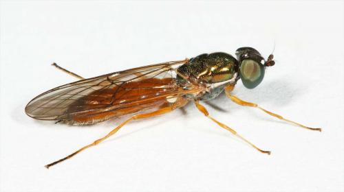 Sargus bipunctatus