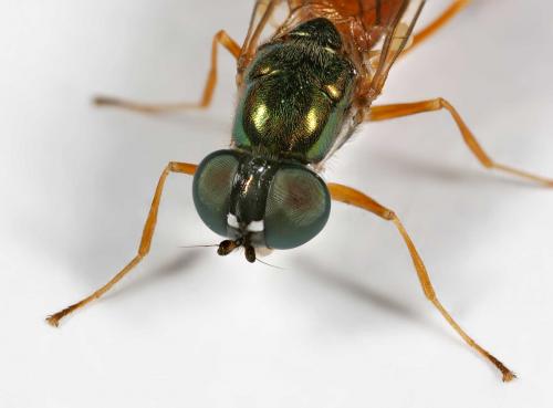 Sargus bipunctatus