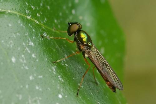 Sargus bipunctatus