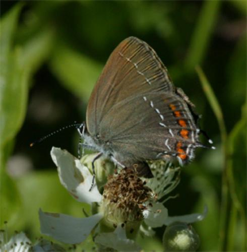 Satyrium ilicis