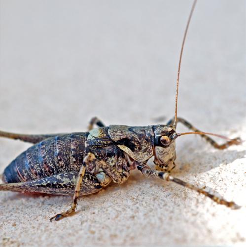Réf. 50 409 : Antaxius pedestris
