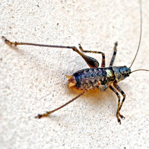 Réf. 50 430 : Antaxius pedestris