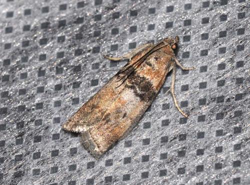 Sciota rhenella