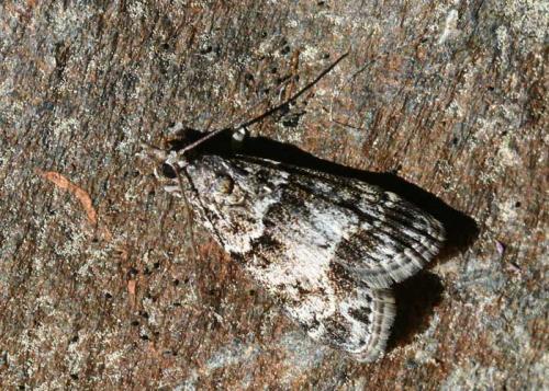 Eudonia mercurella