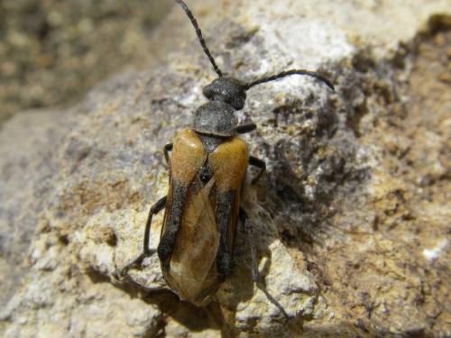 Sitaris solieri