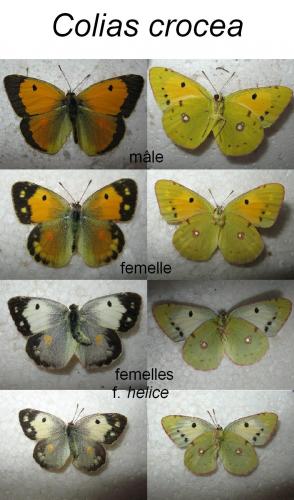 Colias croceus