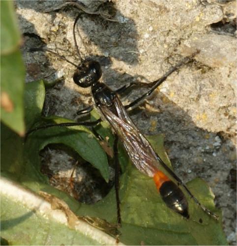 Ammophila sabulosa