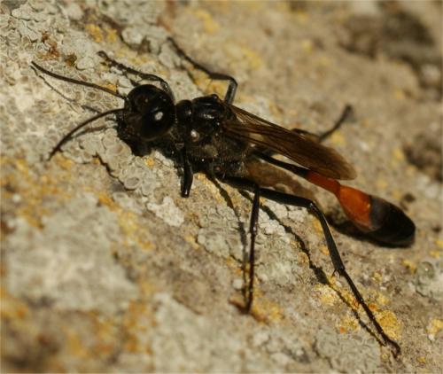 Ammophila sabulosa