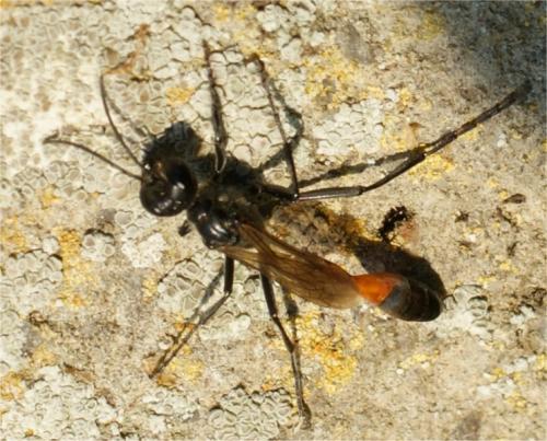 Ammophila sabulosa