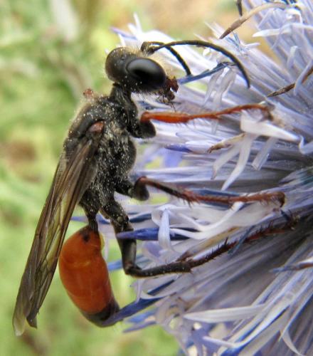 Sphex funerarius