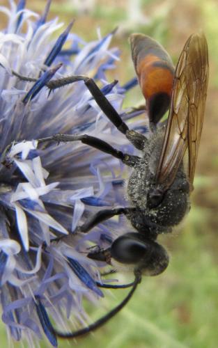 Sphex flavipennis