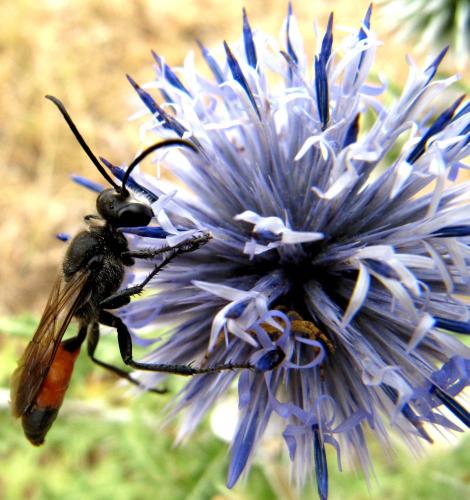Réf. 50 326 : Sphex funerarius