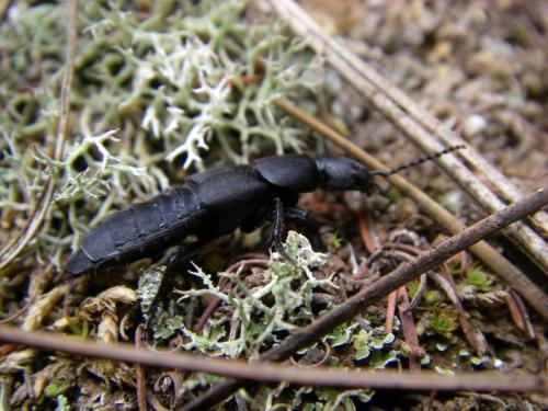 Réf. 50 066 : Ocypus olens