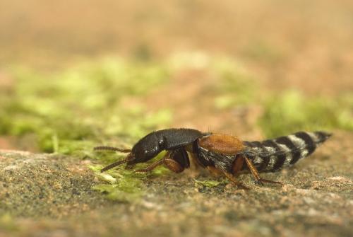 Réf. 50 321 : Platydracus stercorarius