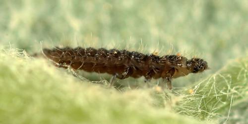 Stethorus pusillus