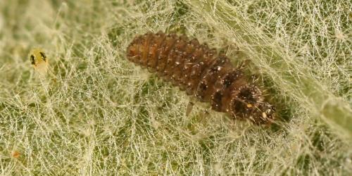 Stethorus pusillus