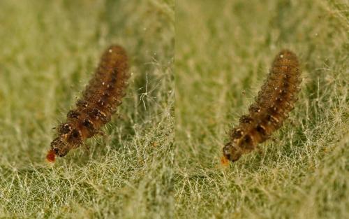 Stethorus pusillus