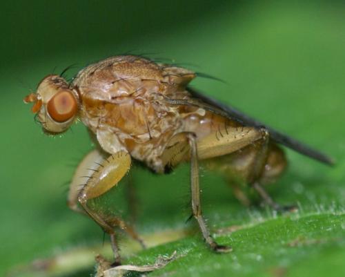 Suillia gigantea