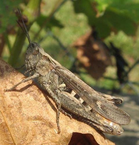 Chorthippus sp.