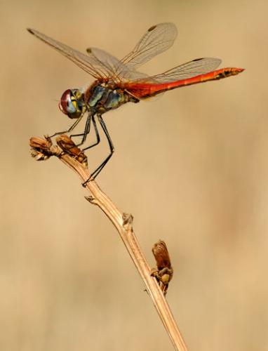 Sympetrum fonscolombii