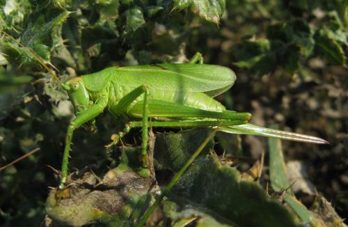 Tettigonia cantans