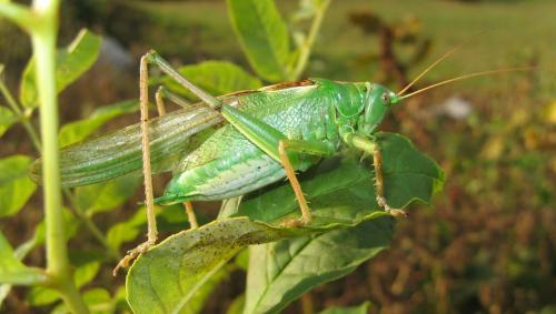 Réf. 50 847 : Tettigonia viridissima