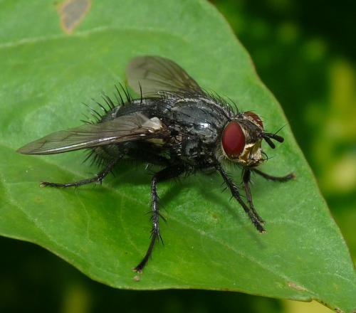 Panzeria anthophila