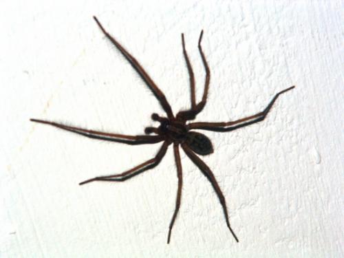 Tegenaria sp.